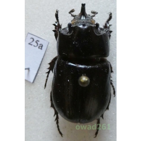 Clyster itys (Olivier, 1789) male 25mm Malaysia25a